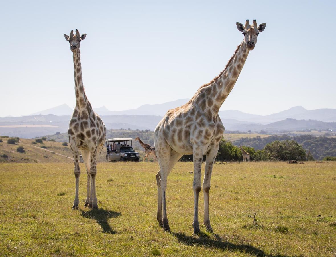 Botlierskop Private Game Reserve Reebok Екстериор снимка