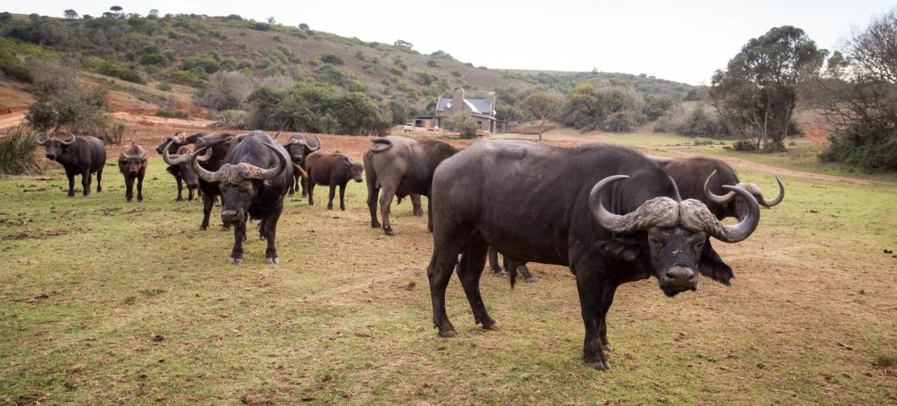 Botlierskop Private Game Reserve Reebok Екстериор снимка
