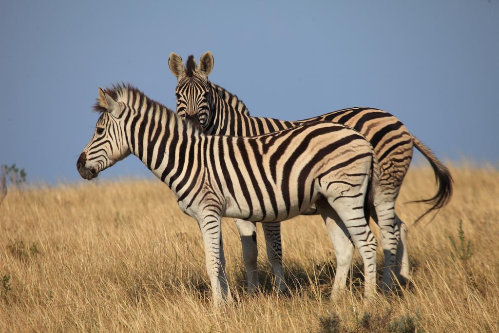 Botlierskop Private Game Reserve Reebok Екстериор снимка