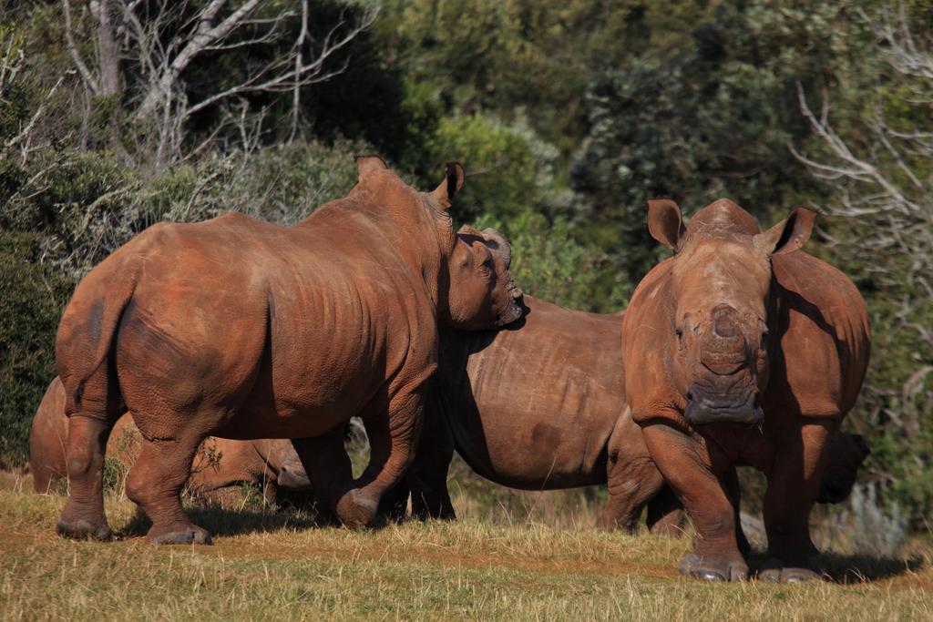 Botlierskop Private Game Reserve Reebok Екстериор снимка
