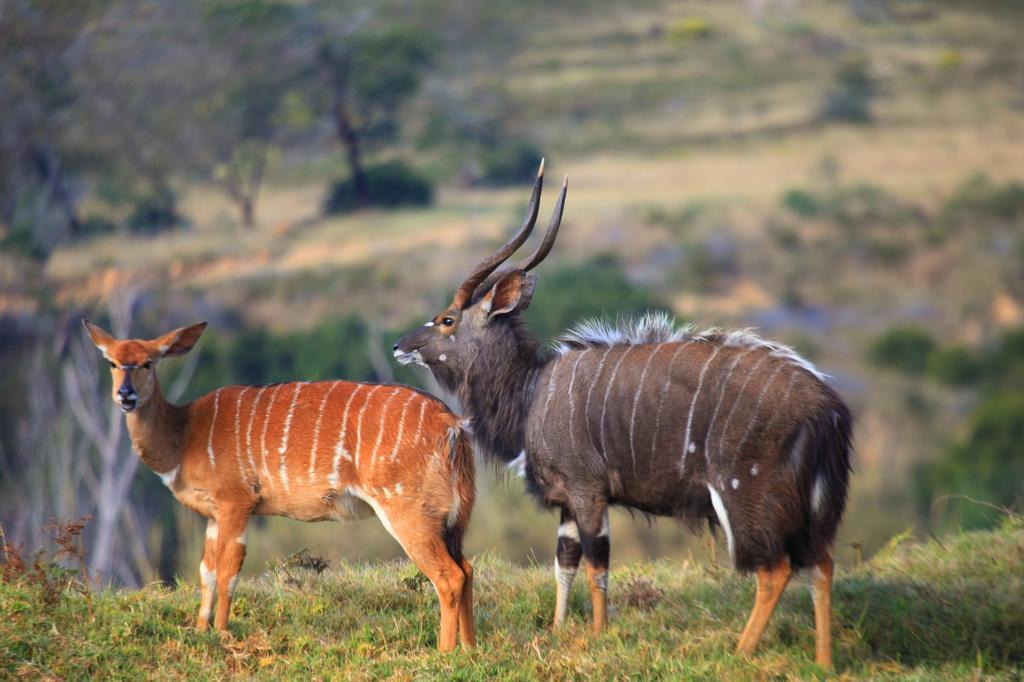 Botlierskop Private Game Reserve Reebok Екстериор снимка
