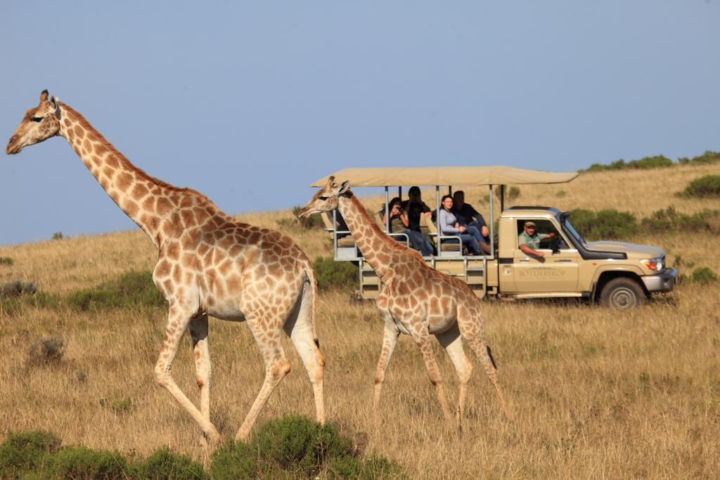Botlierskop Private Game Reserve Reebok Екстериор снимка