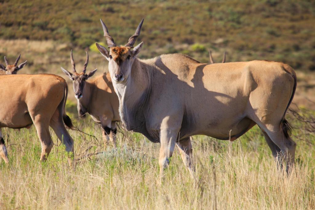 Botlierskop Private Game Reserve Reebok Екстериор снимка
