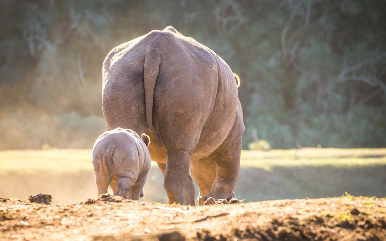 Botlierskop Private Game Reserve Reebok Екстериор снимка
